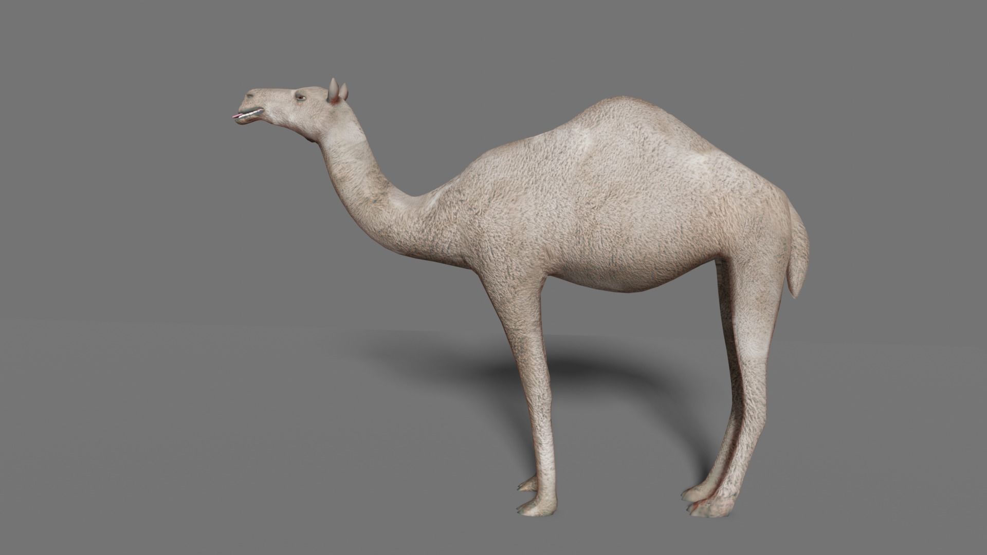 camel Low-poly 3D model_20