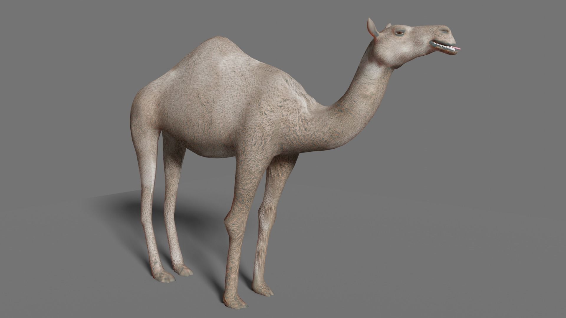 camel Low-poly 3D model_2
