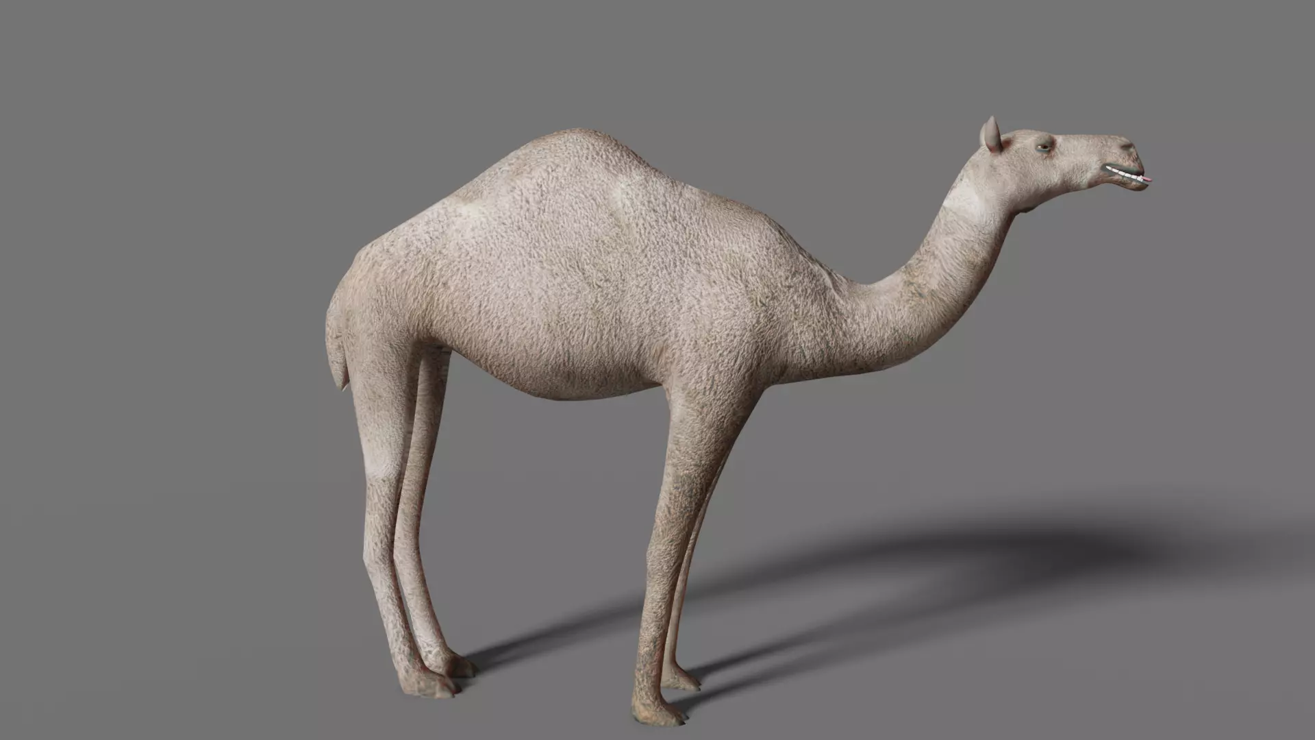 camel Low-poly 3D model_0