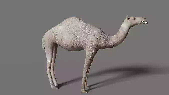 camel Low-poly 3D model