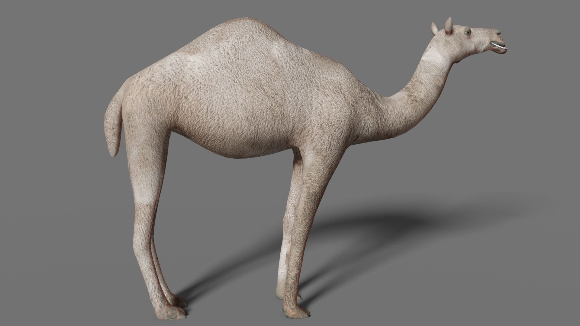 camel Low-poly 3D model_17