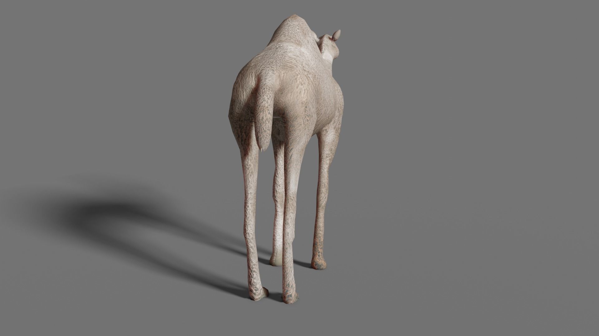 camel Low-poly 3D model_6