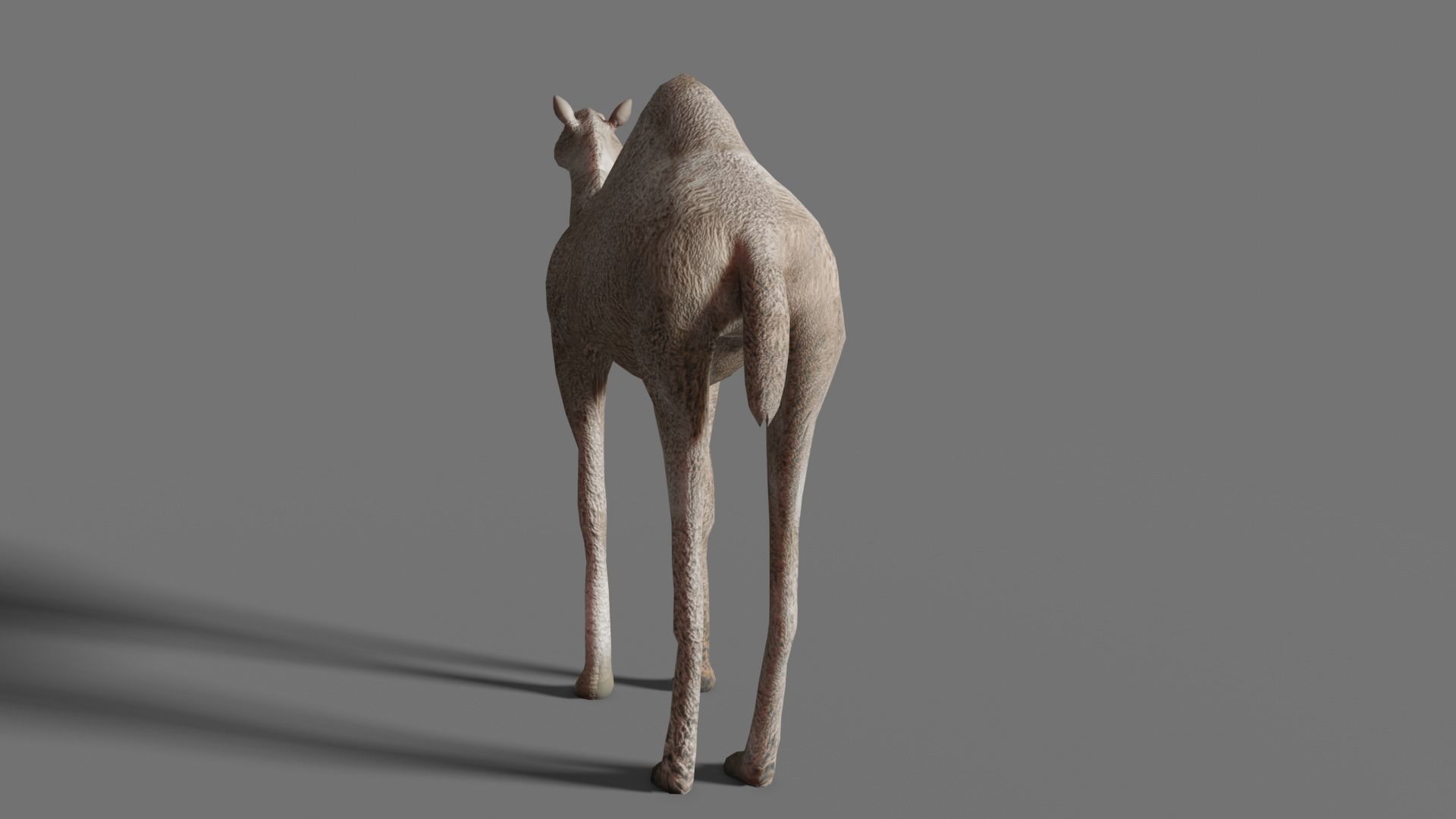 camel Low-poly 3D model_4