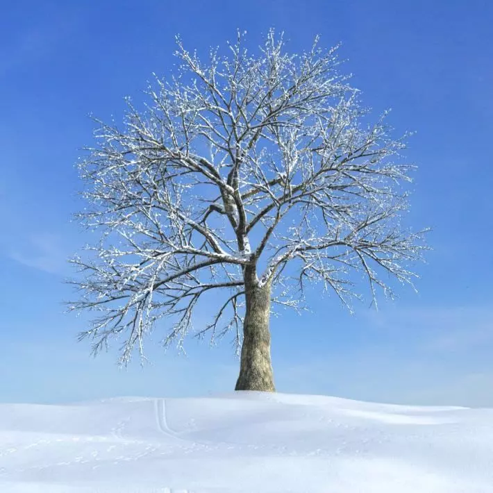 Frozen Tree 3D model_0