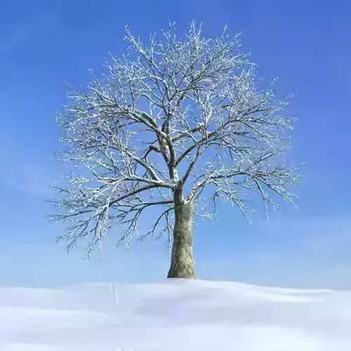 Frozen Tree
