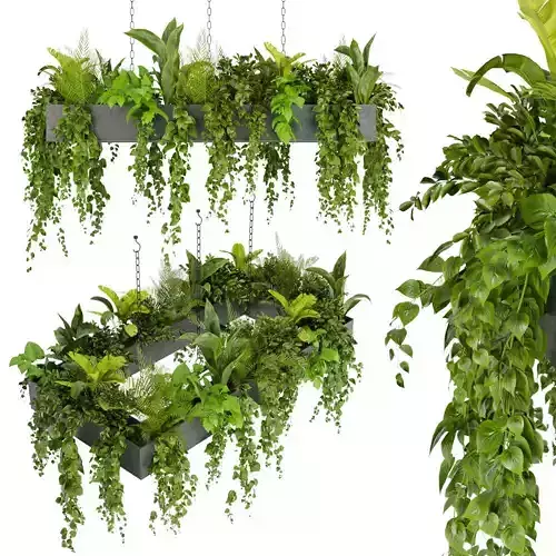 Collection plant vol 279 - indoor - hanging 3D model