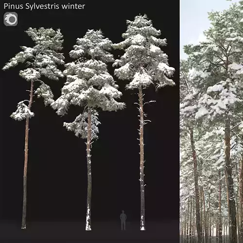 Pinus Sylvestris 31 Winter