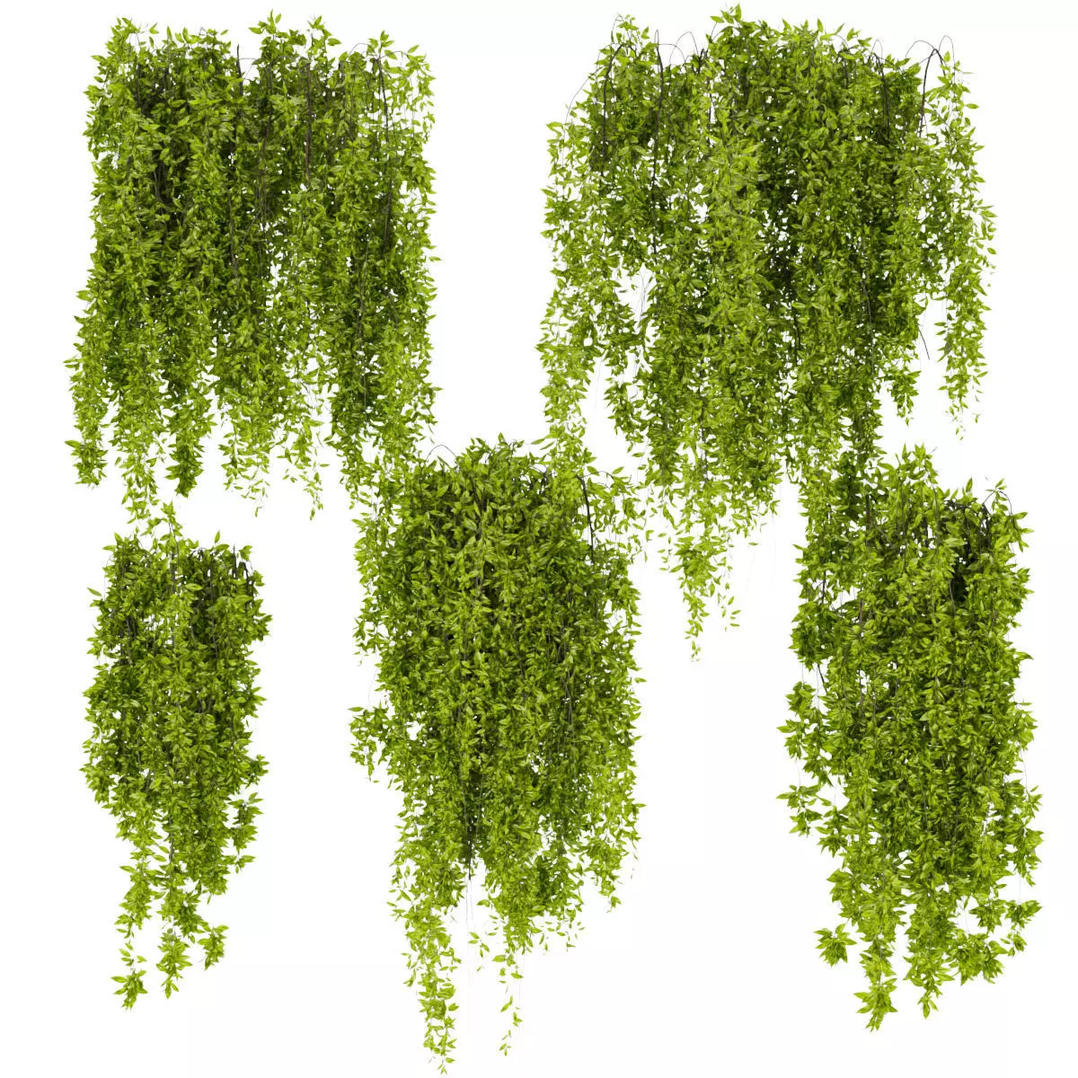 Collection plant vol 281 - outdoor - ivy - leaf 3D model