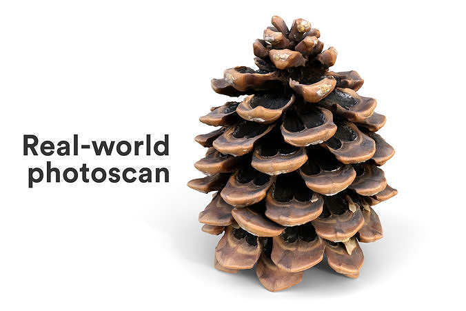 Realistic pine cone photoscan - multiple resolutions 3D model