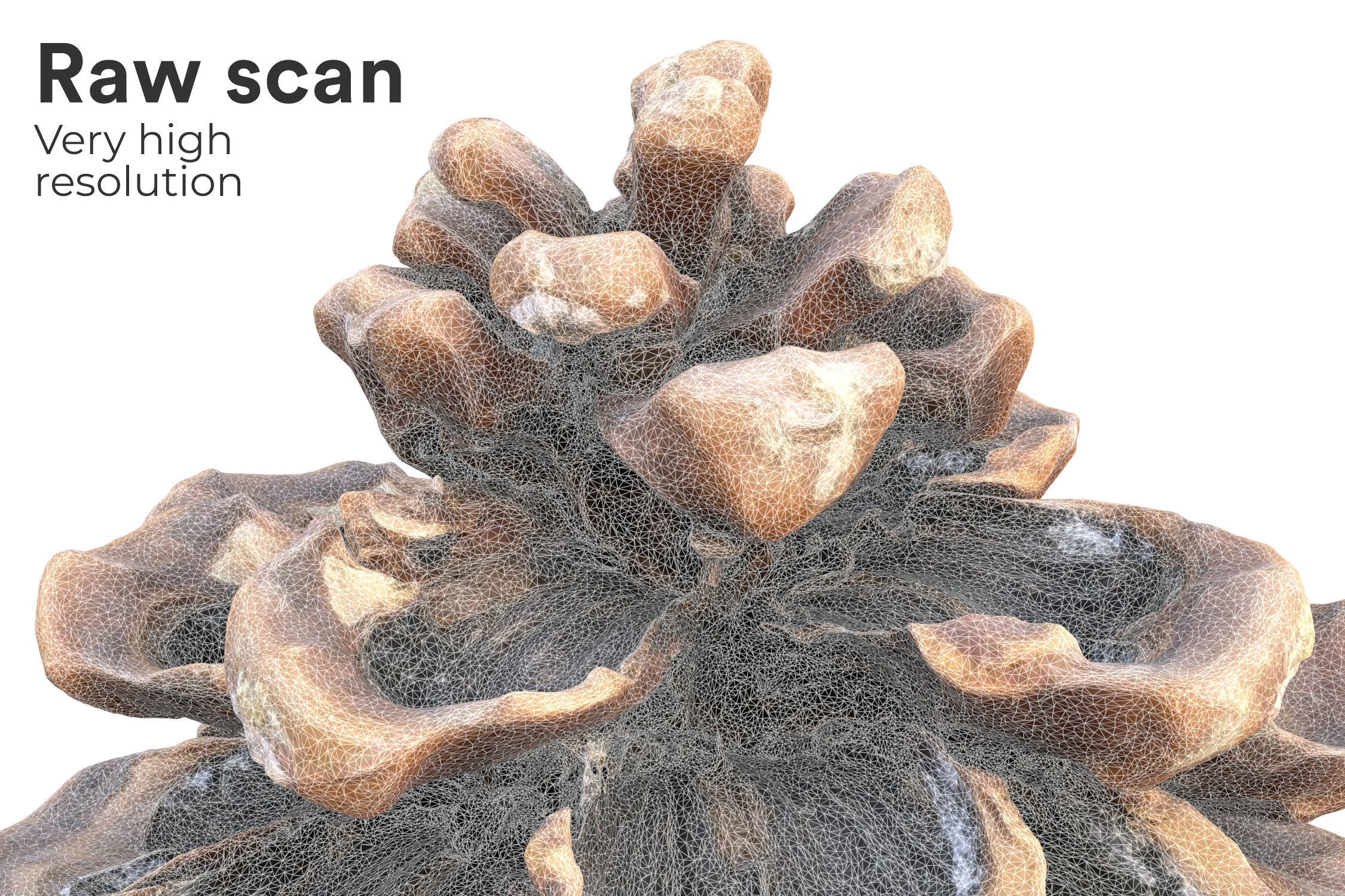 Realistic pine cone photoscan - multiple resolutions 3D model_5