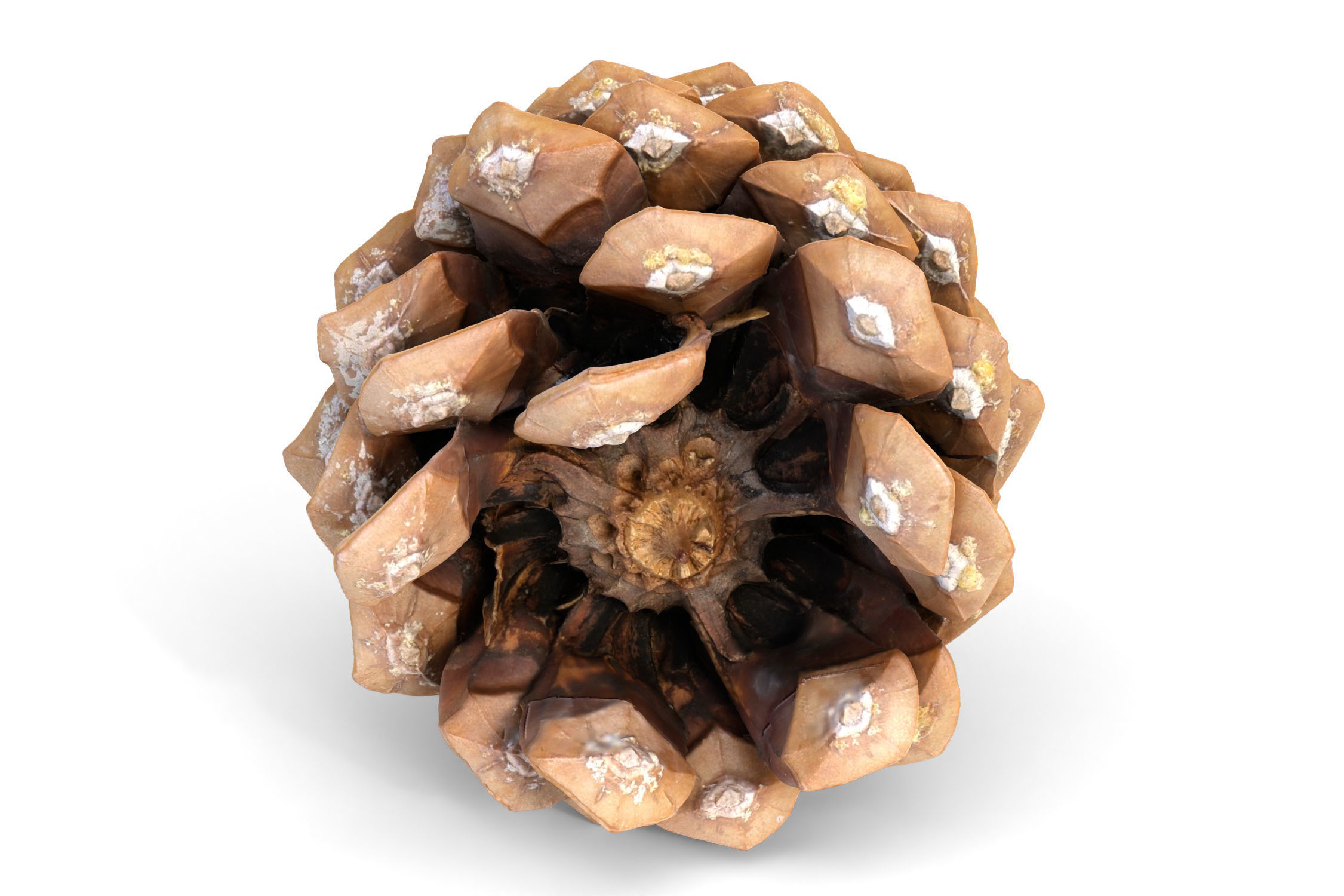 Realistic pine cone photoscan - multiple resolutions 3D model_10