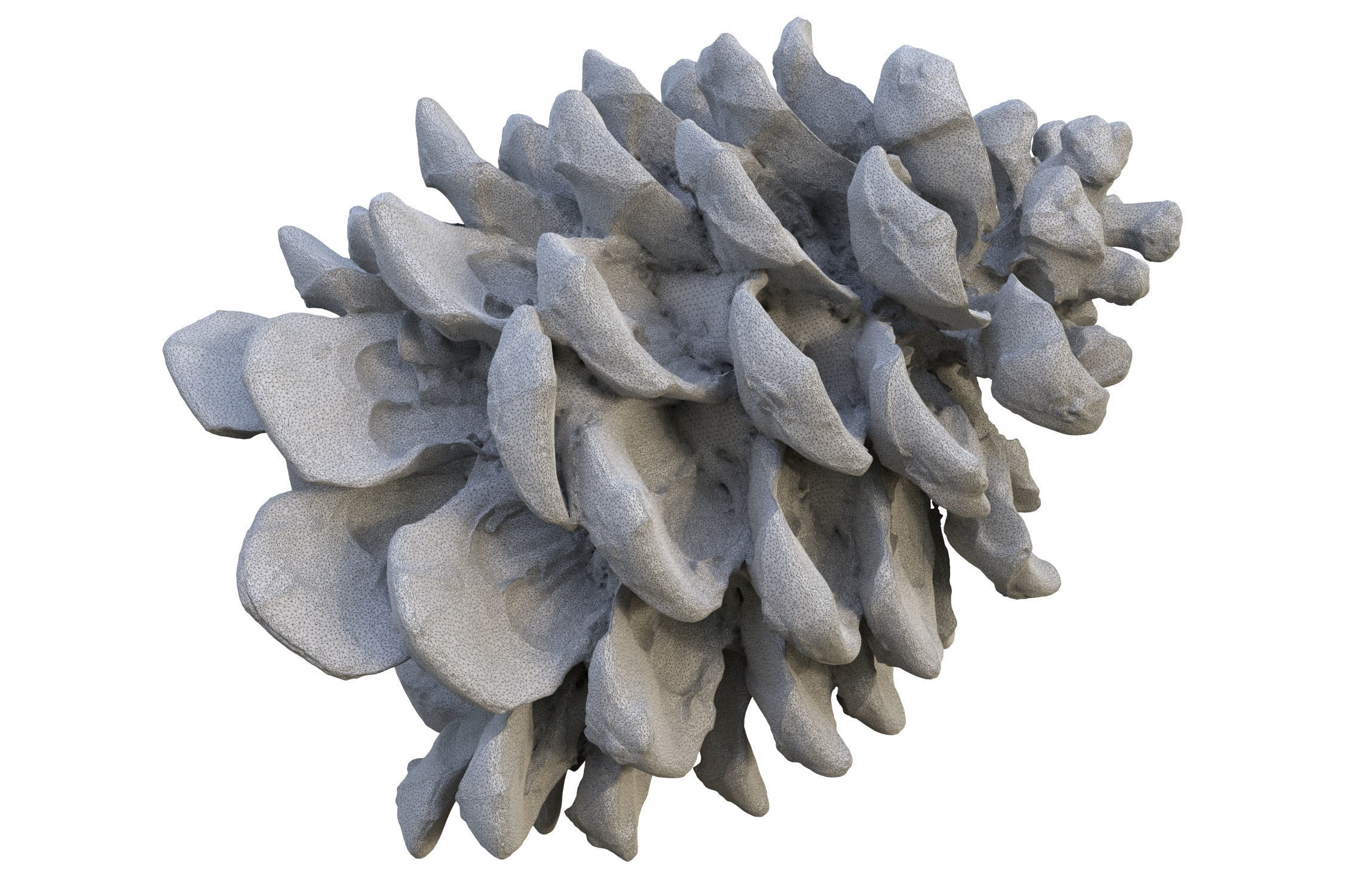 Realistic pine cone photoscan - multiple resolutions 3D model_13