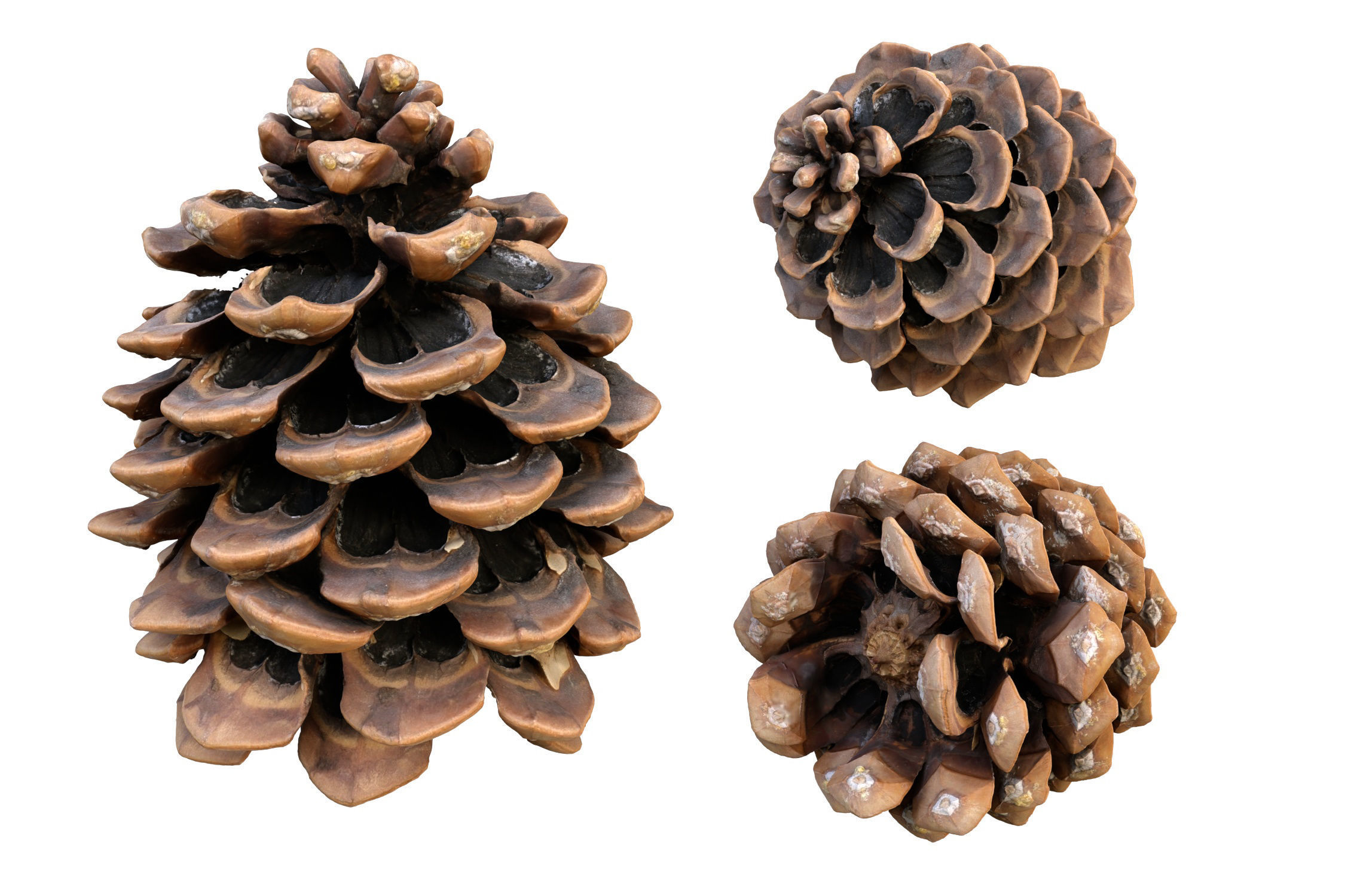 Realistic pine cone photoscan - multiple resolutions 3D model_1