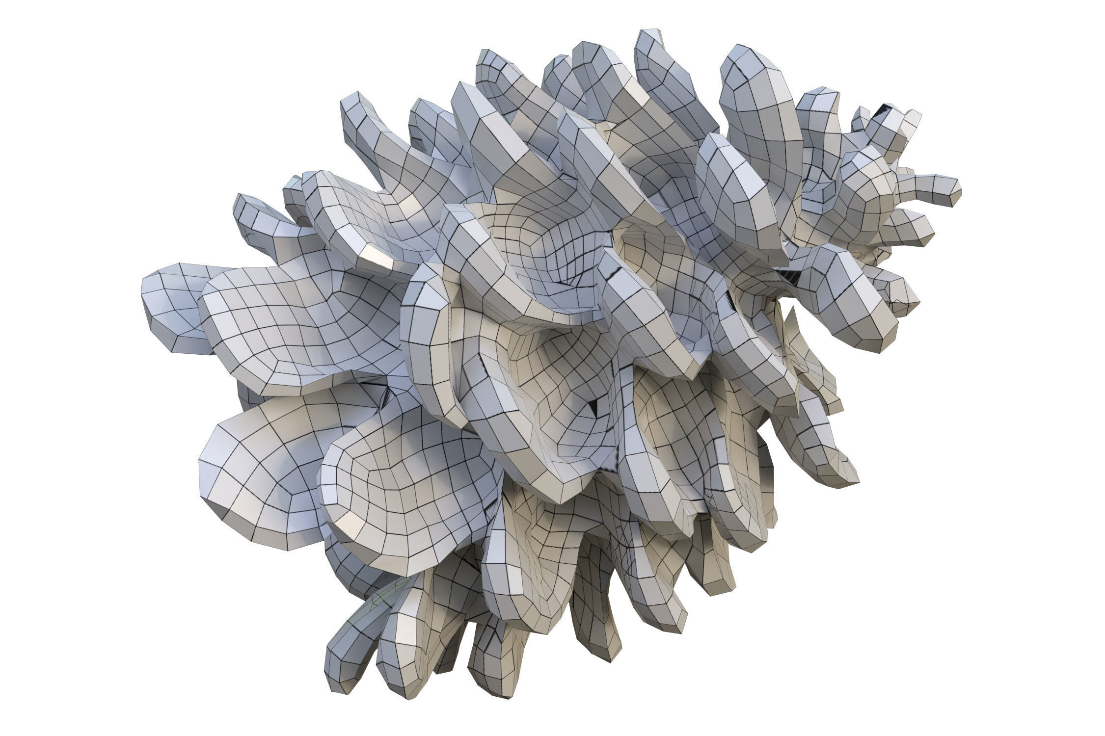 Realistic pine cone photoscan - multiple resolutions 3D model_11