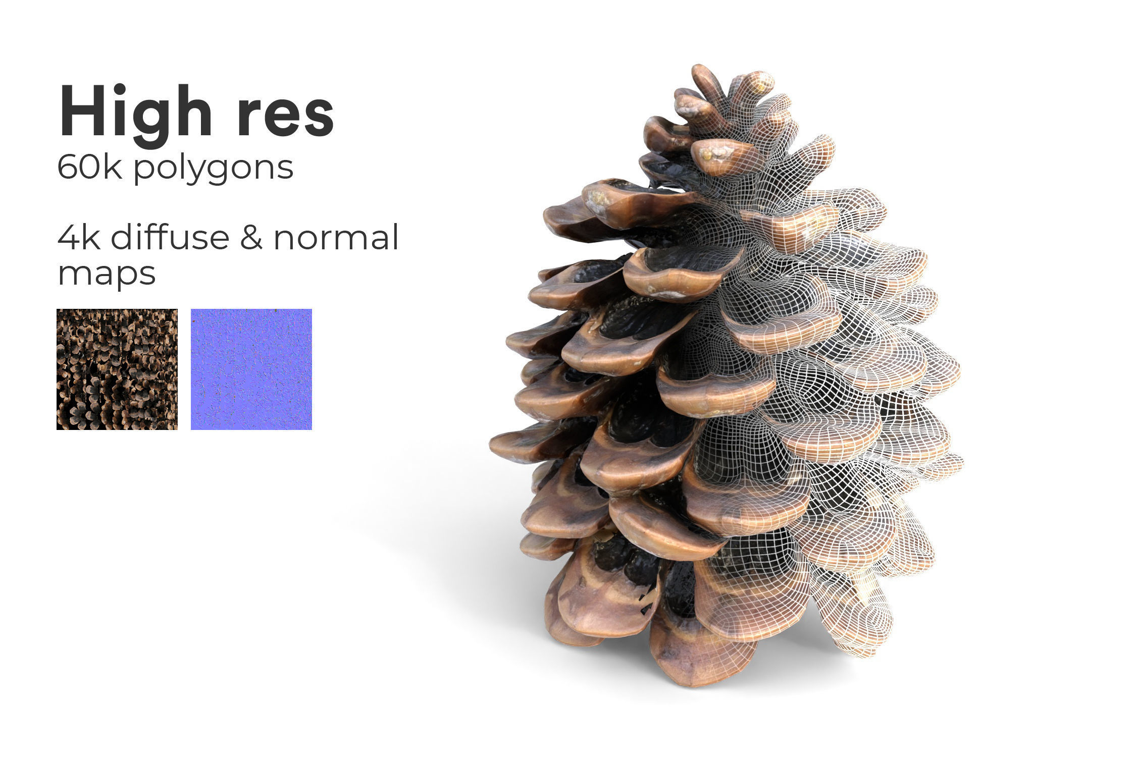Realistic pine cone photoscan - multiple resolutions 3D model_3