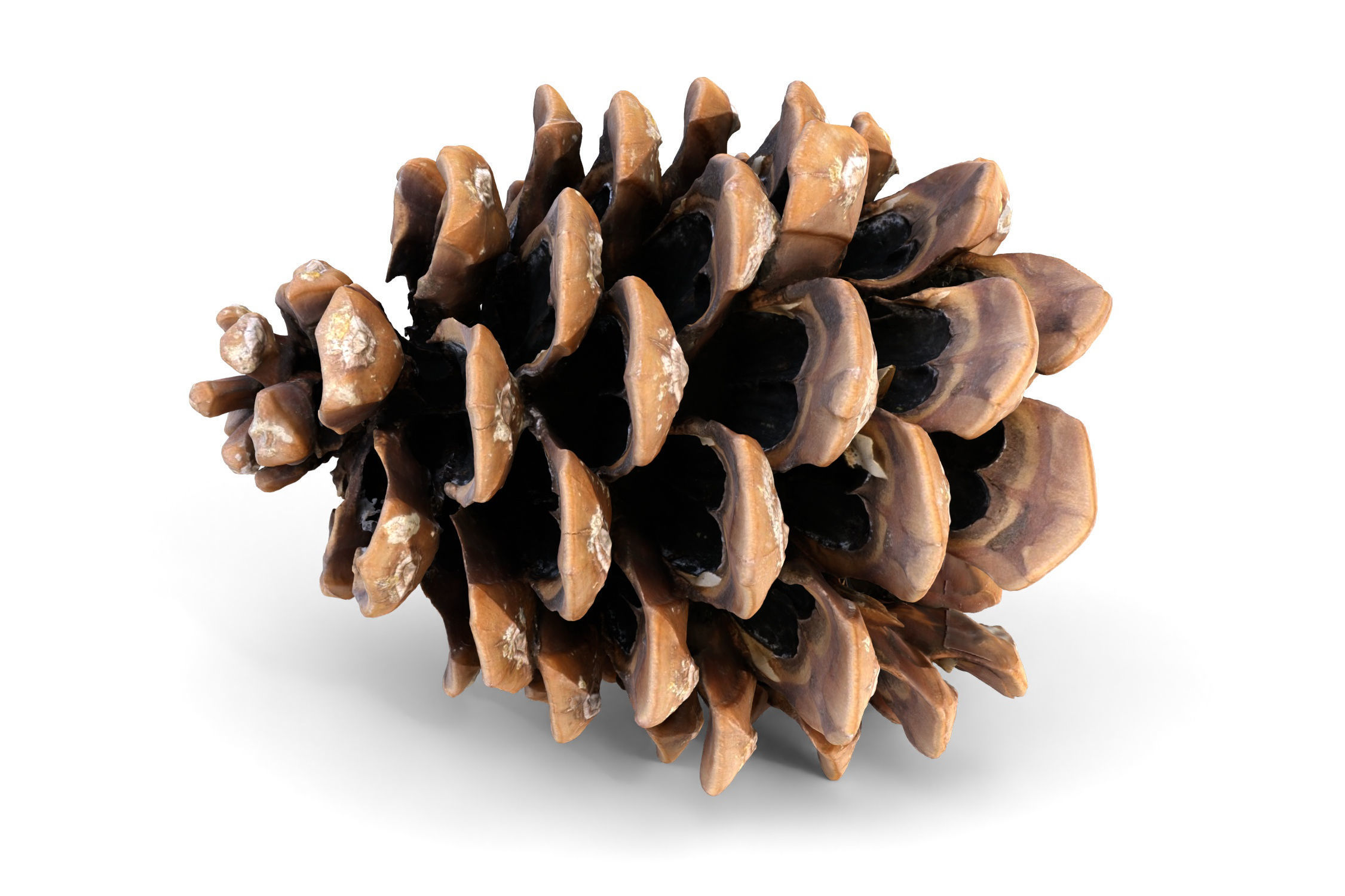 Realistic pine cone photoscan - multiple resolutions 3D model_8