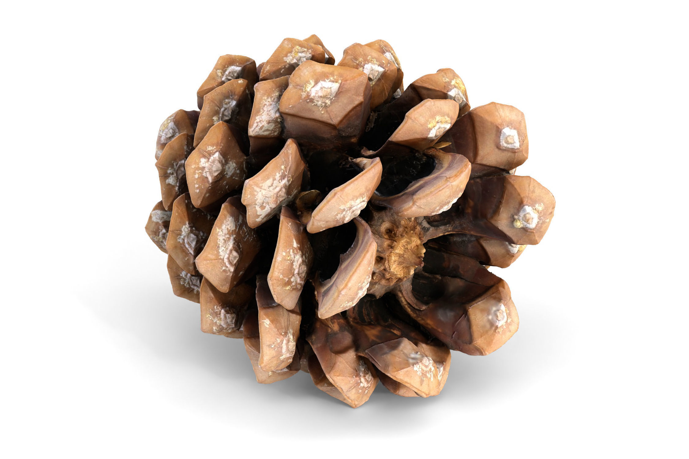 Realistic pine cone photoscan - multiple resolutions 3D model_9