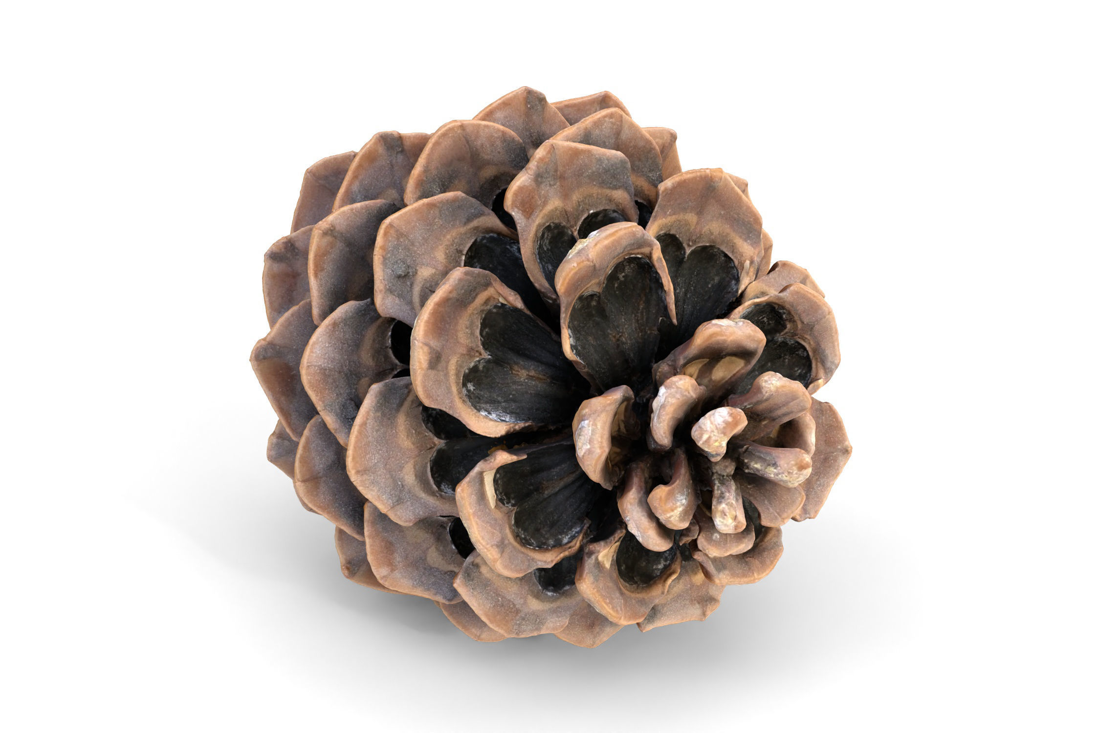 Realistic pine cone photoscan - multiple resolutions 3D model_6