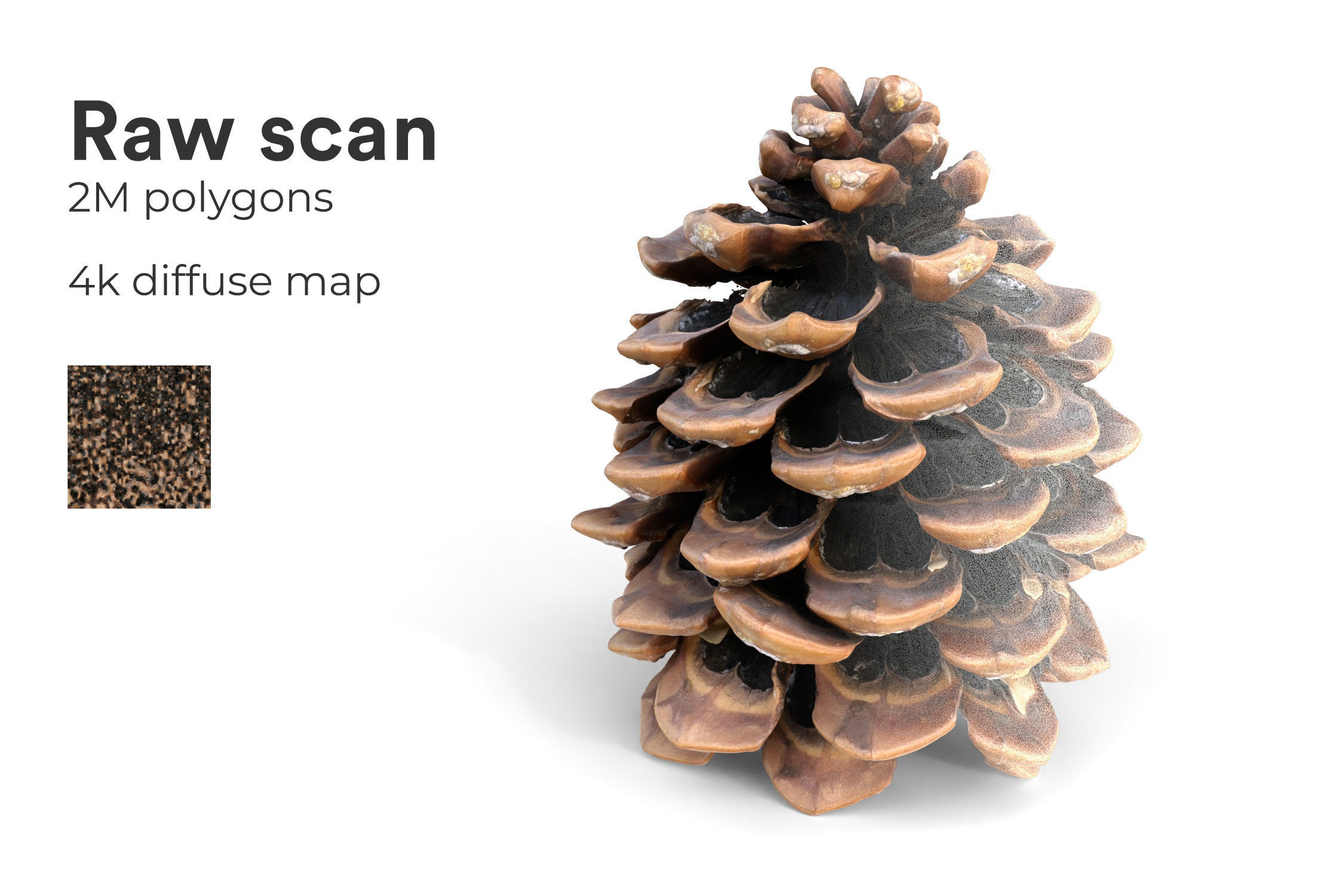 Realistic pine cone photoscan - multiple resolutions 3D model_4
