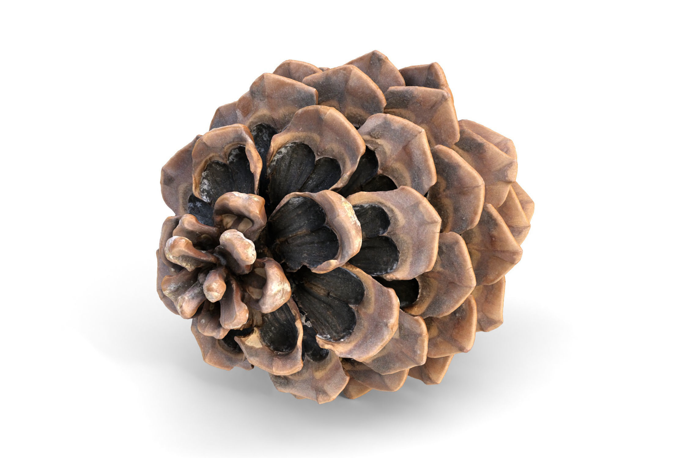 Realistic pine cone photoscan - multiple resolutions 3D model_7