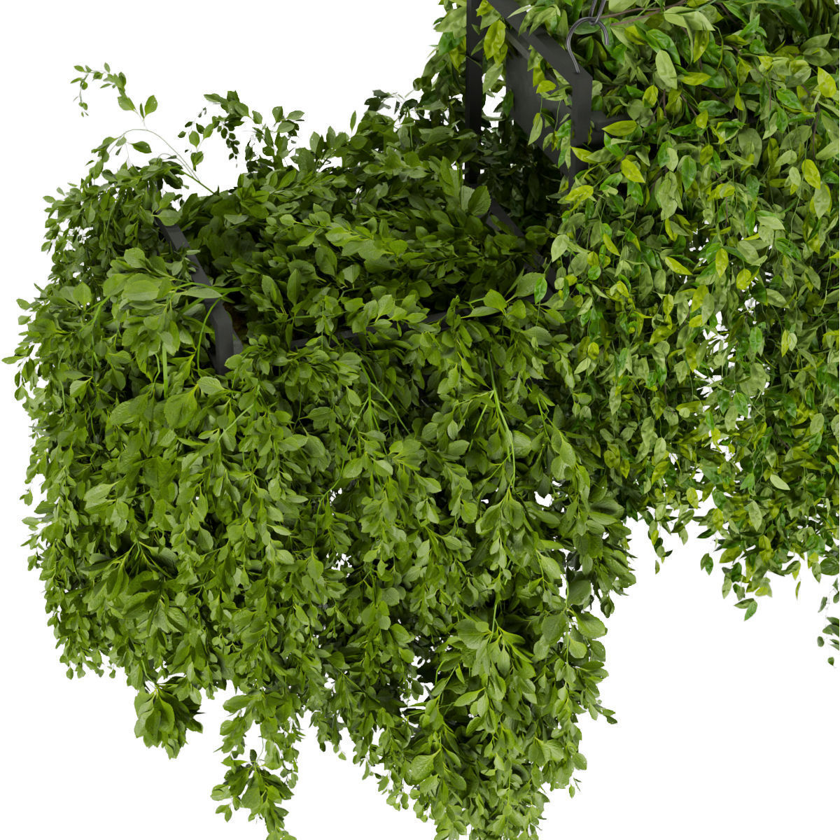 Collection plant vol 282 - indoor - hanging 3D model_2