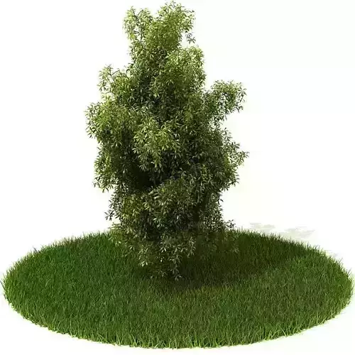 Green Bushy Plant 3D model