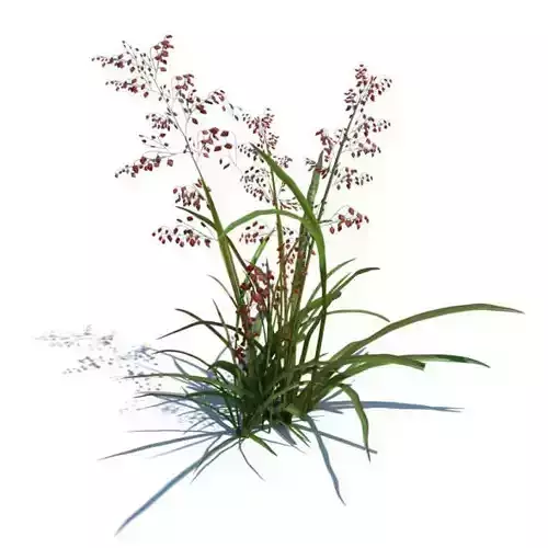 Green Plant With Small Red Blooms