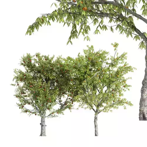 4 diffrent tree Red Delicious Apple Peach