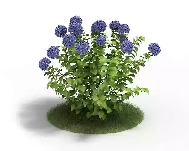 Purple Hydrangea Plant