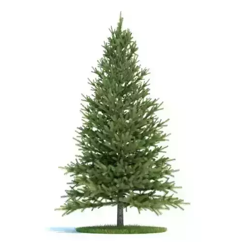 Conifer Tree 3D model