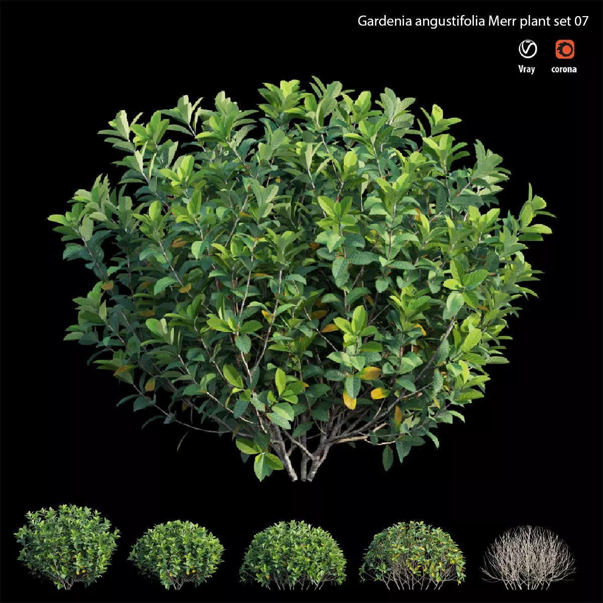 Gardenia angustifolia Merr plant set 07 3D model_0