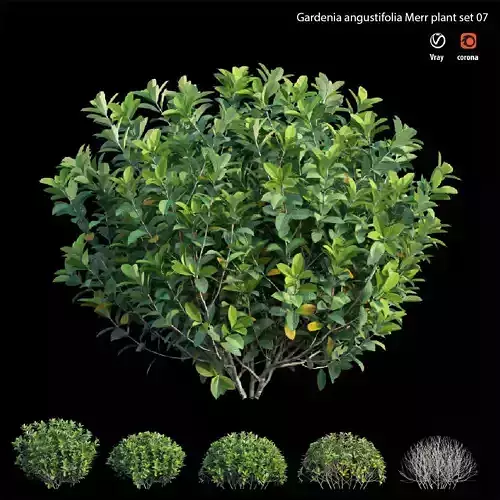 Gardenia angustifolia Merr plant set 07 3D model
