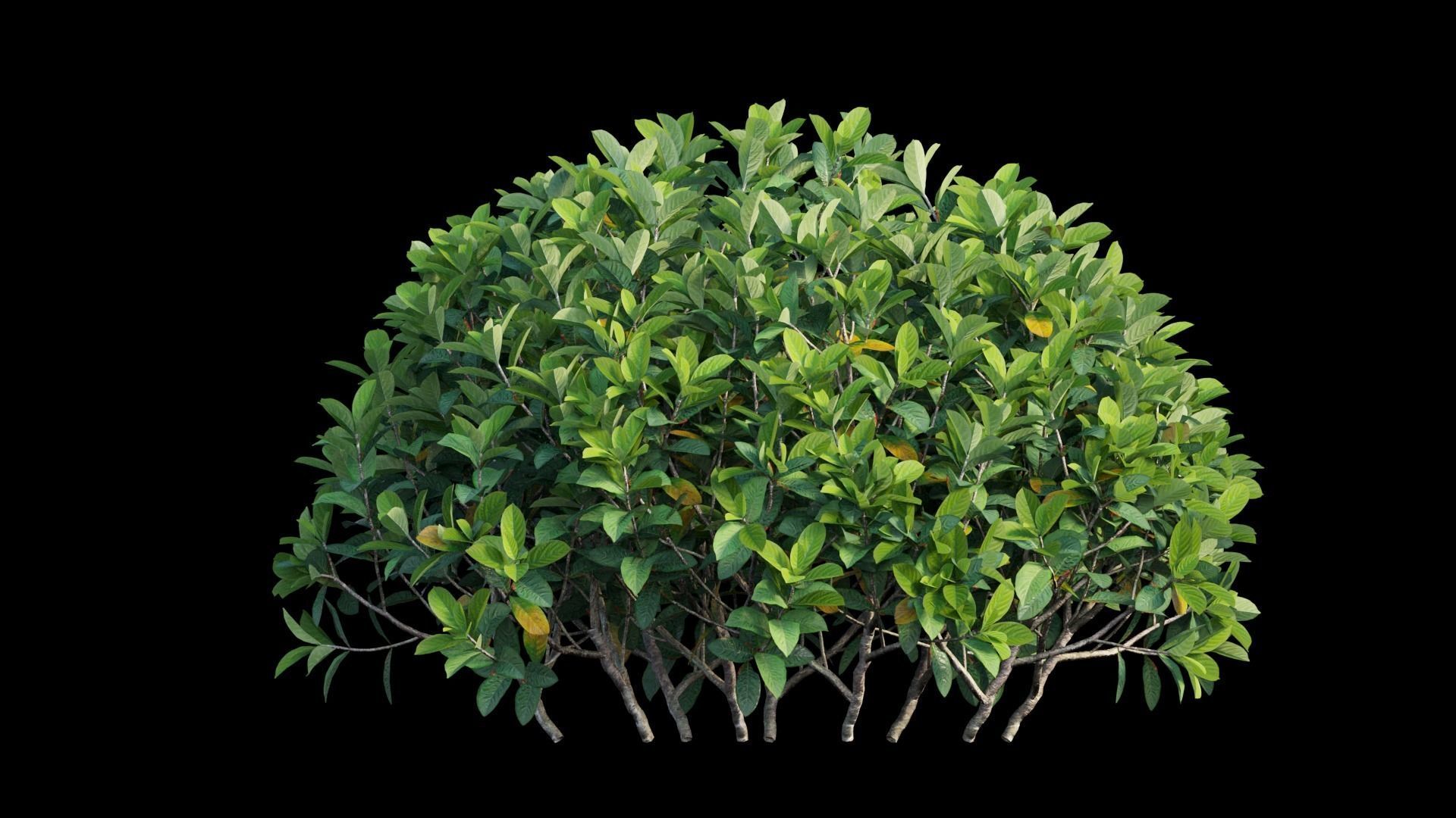 Gardenia angustifolia Merr plant set 07 3D model_9