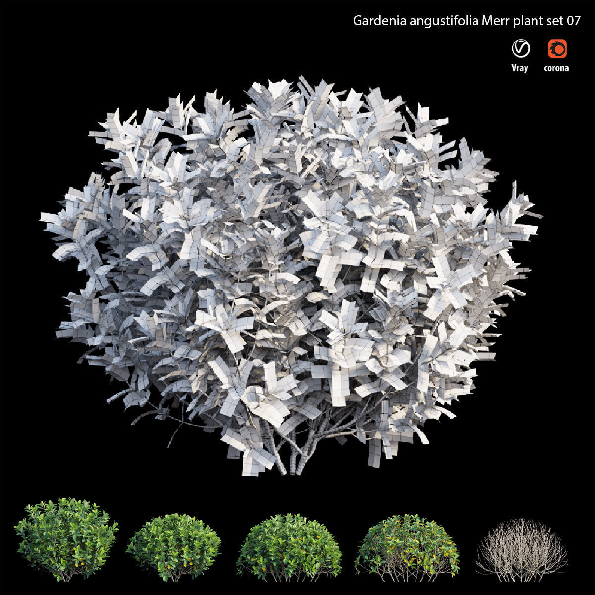 Gardenia angustifolia Merr plant set 07 3D model_5