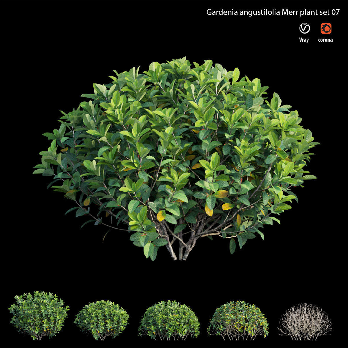 Gardenia angustifolia Merr plant set 07 3D model_4
