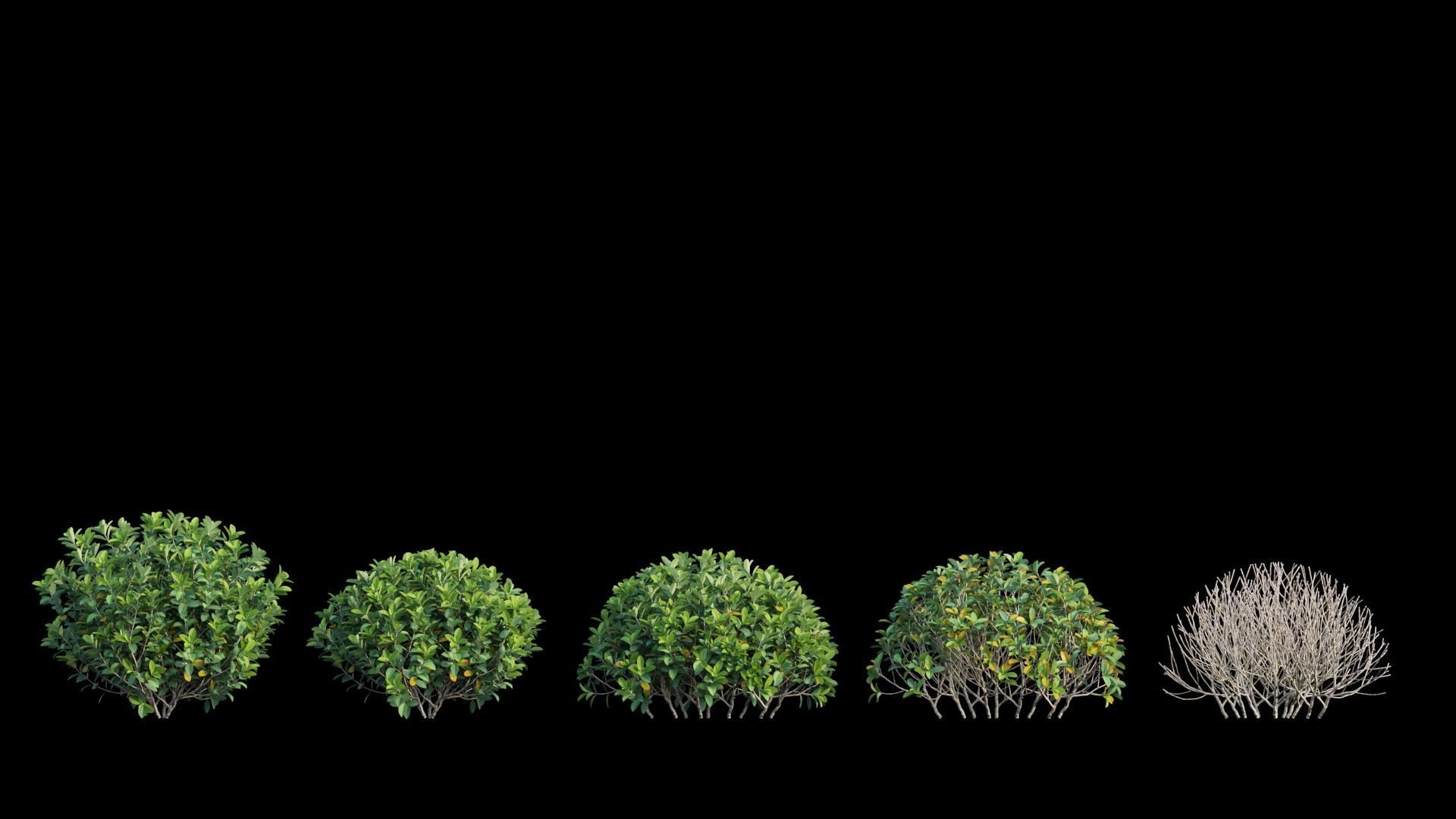 Gardenia angustifolia Merr plant set 07 3D model_6