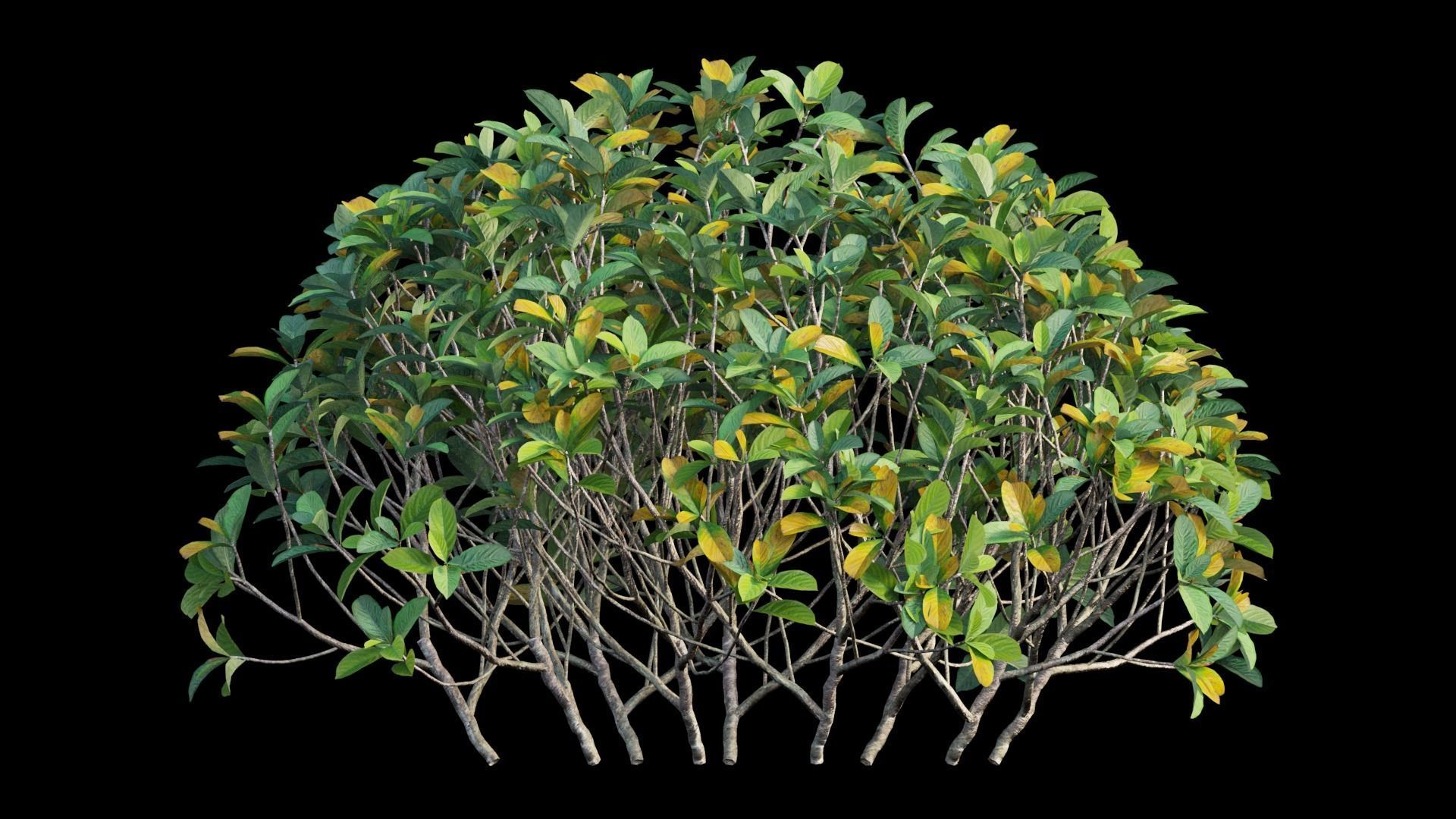 Gardenia angustifolia Merr plant set 07 3D model_8