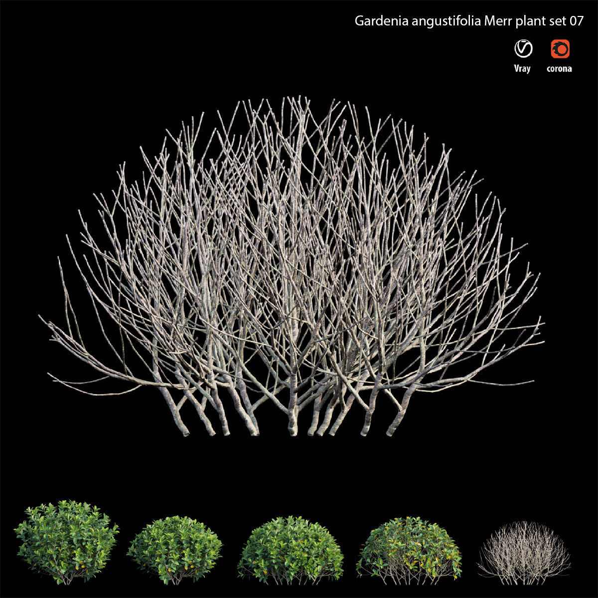 Gardenia angustifolia Merr plant set 07 3D model_1