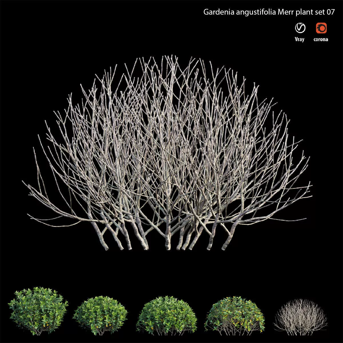 Gardenia angustifolia Merr plant set 07 3D model
