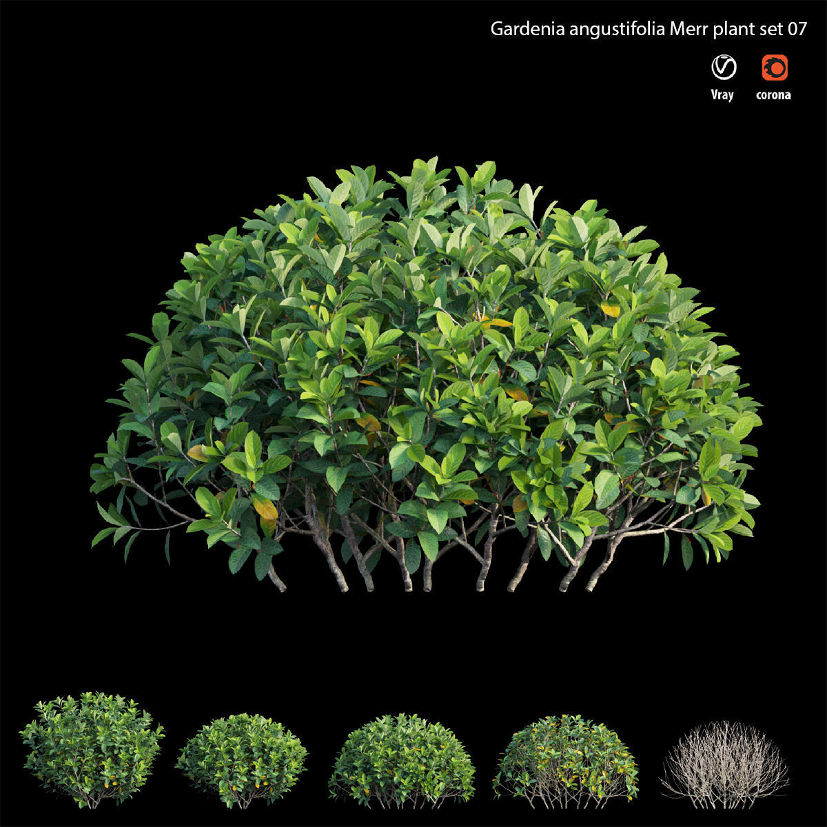 Gardenia angustifolia Merr plant set 07 3D model_3