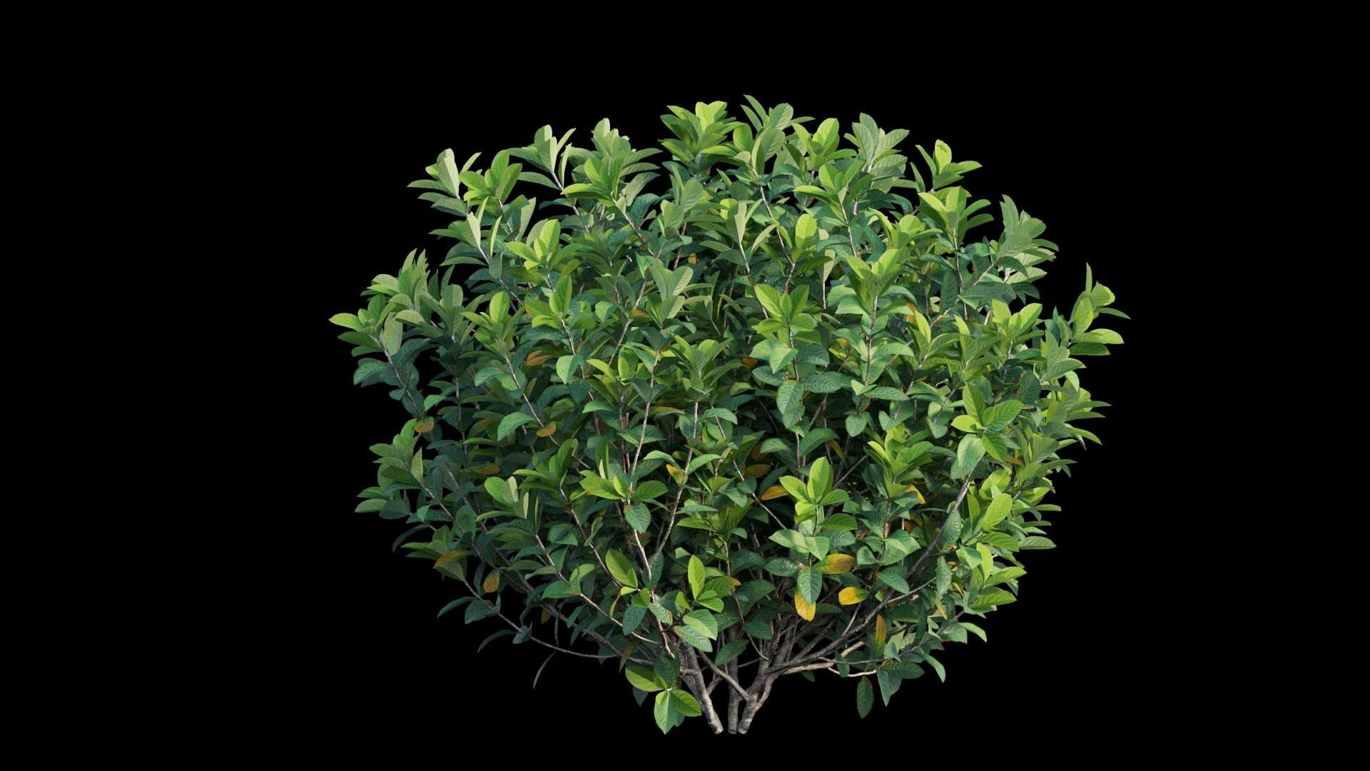 Gardenia angustifolia Merr plant set 07 3D model_11