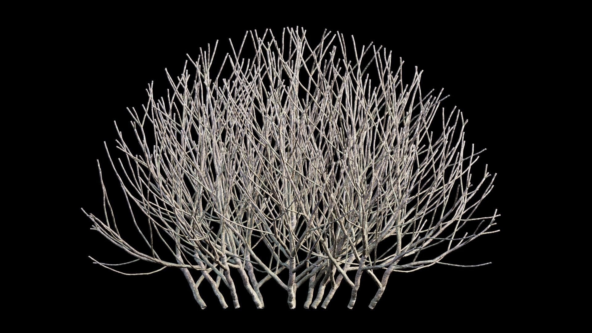 Gardenia angustifolia Merr plant set 07 3D model_7