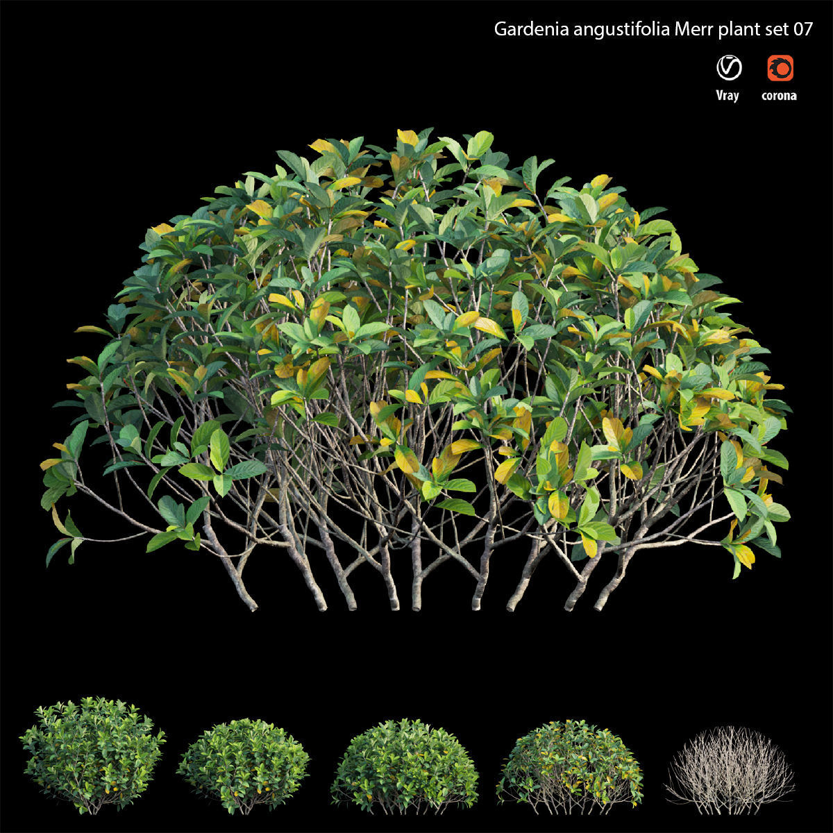 Gardenia angustifolia Merr plant set 07 3D model_2