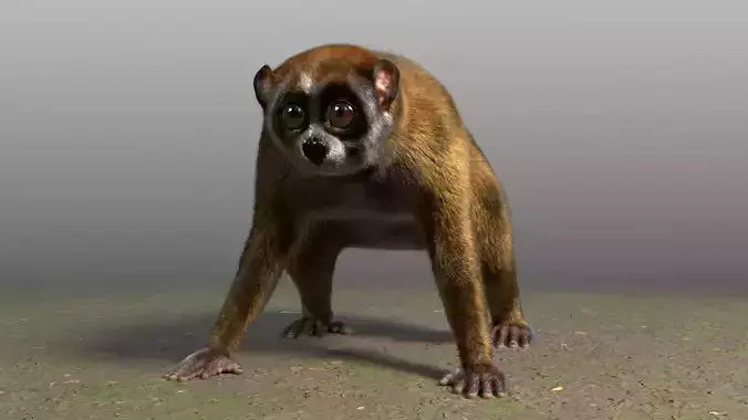 Slow Loris Body Base