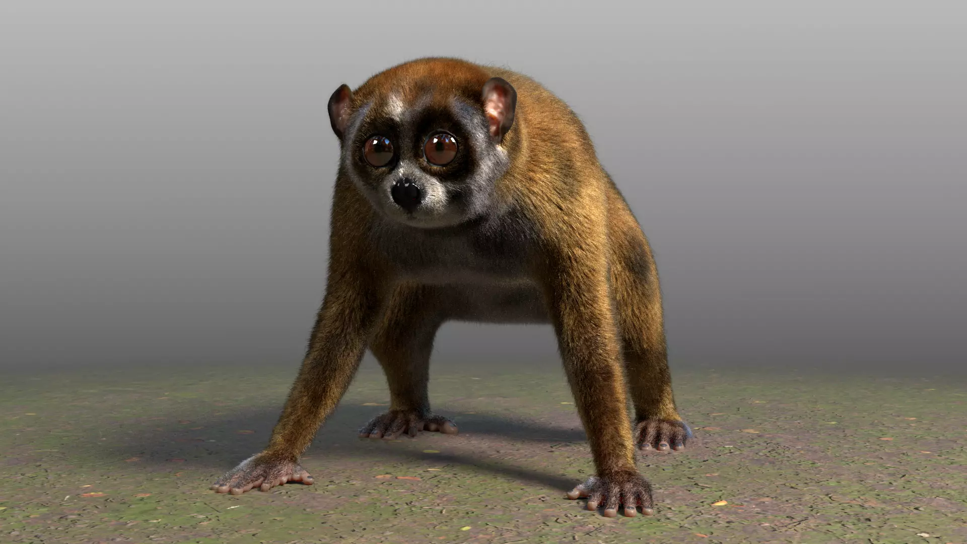 Slow Loris Body Base 3D model_0
