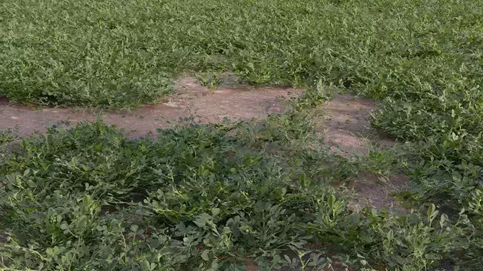 Medicago polymorpha 3D model