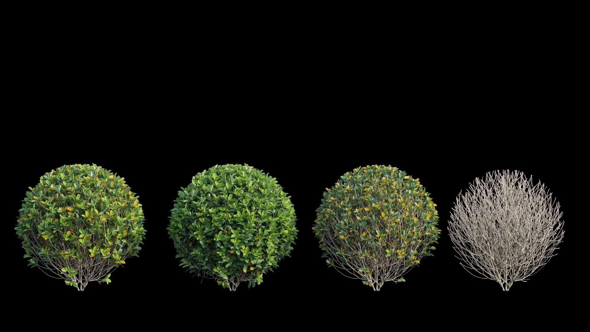 Gardenia angustifolia Merr plant set 08 3D model_5