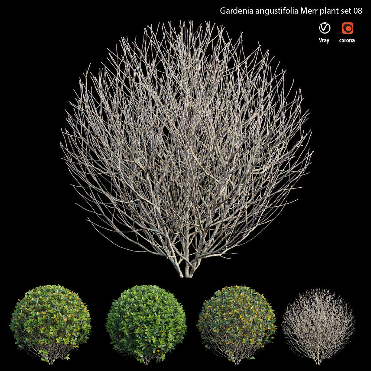 Gardenia angustifolia Merr plant set 08 3D model_3