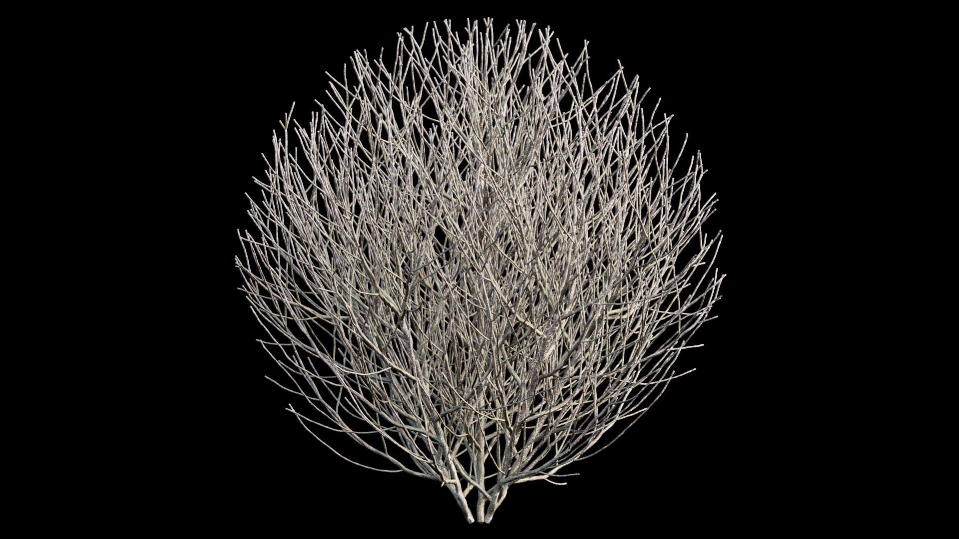 Gardenia angustifolia Merr plant set 08 3D model_9