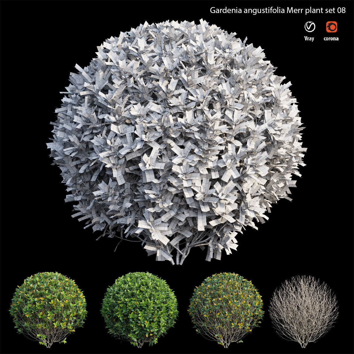 Gardenia angustifolia Merr plant set 08 3D model_4